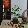 袖珍椰子迷你盆栽，散尾葵凤尾竹中式禅意，四季常青办公室内桌面植物