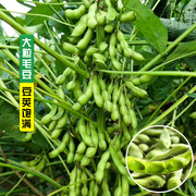 鲜食毛豆种子早熟高产特大黄豆种籽青豆大豆蔬菜种孑大全春季四季