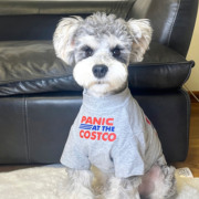 宠物猫狗衣服夏季纯棉透气灰色红蓝英文T恤室内防掉毛 中小大型犬