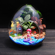 大蛋型玻璃瓶苔藓微景观绿植物，创意盆栽办公室内桌面diy材料套装