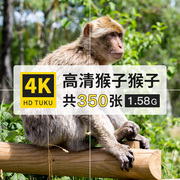 猴子猕猴狐猴卷尾猴动物，大图4k高清电脑图片壁纸，海报绘画插画素材
