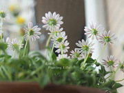 植物致日本原生小雏菊，‘黛西’pebiliandaisy超小花超可爱
