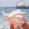 粉色玫瑰千手螺菊花螺天然海螺贝壳鱼缸装饰水族箱造景地中海风格