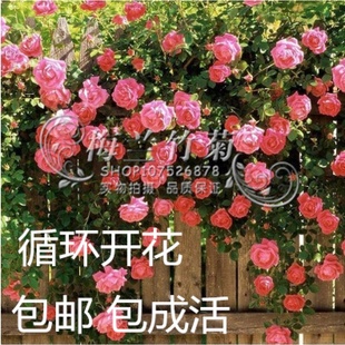 阳台庭院花卉盆栽多花蔷薇，花苗5年苗玫瑰，当年开花爬墙藤蔓植物