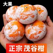 广西武鸣茂谷柑 新鲜水果桔子橘石灰柑脏脏柑应季水果8斤大果