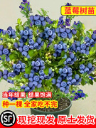 蓝莓树果苗蓝莓苗盆栽，地栽果苗带大果南北方，种植苗兔眼绿宝石果树