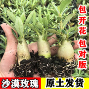 沙漠玫瑰盆栽重瓣四季开花好养老桩室内多色，阳台花卉绿植多肉植物