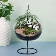 瓶中植物创意苔藓微景观可爱小熊猫趣味室内小盆栽暖场活