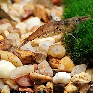 黑壳虾鱼缸水草清洁除藻工具，迷你观赏米虾宠物，活体饲料淡水族造景