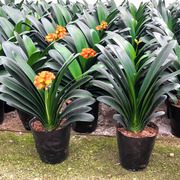 君子兰盆栽老苗带花苞，四季花卉开花好养植物，室内阳台圆头和尚大苗