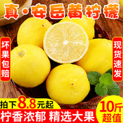 四川安岳黄柠檬新鲜水果当季皮薄一级香水柠萌甜柠檬5斤9