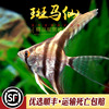 斑马神仙鱼热带鱼缸小型淡水鱼宠物鱼燕子神仙鱼观赏鱼活体鱼