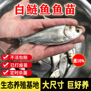 白鲢鱼苗跳鲢鳙水鲢白莲鱼观赏鱼苗活体小鱼苗，淡水食用养殖冷水