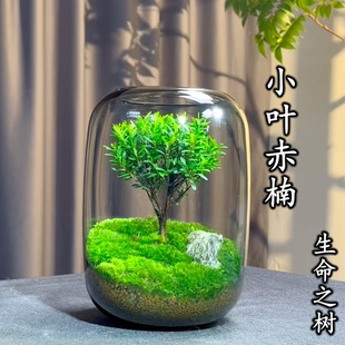 生命之树 创意桌面苔藓微景观成品盆景好养鲜活绿植生态瓶盆栽