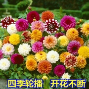 太阳花种子波斯菊百日草满天星，向日葵四季易种盆栽阳台庭院花种