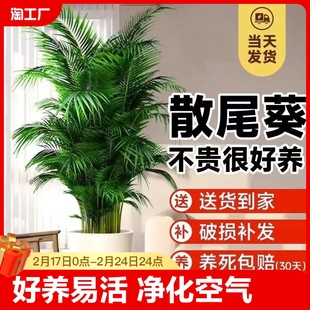 散尾葵绿植物客厅大型盆栽夏威夷凤尾竹办公室内富贵椰子四季常青