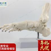 脚关节模型脚骨模型脚部骨骼结构造模型足部踝关节附韧带腓骨趾i