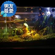 鱼缸迷你灯i射灯造景灯防水装饰七彩变色水族灯led潜水灯小夜