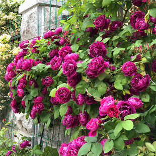 紫袍玉带藤本月季花苗爬藤蔷薇，浓香植物重瓣多花庭院阳台四季开花