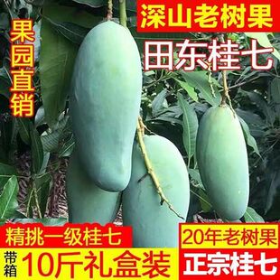 广西百色桂七芒 田东桂七芒果10斤 新鲜现摘 果园直发