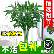 富贵竹水培植物水养发财树带根客厅绿植招财，转运竹子花卉盆栽室内