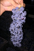 新鲜葡萄无核籽干夏黑紫色巨峰应反季节耐储存藏榨汁水果5斤