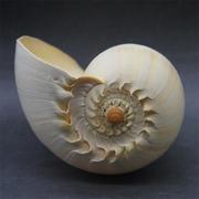 大海螺可听大海的声音黄金螺贝壳能吹响海螺号居家装饰工艺品礼物