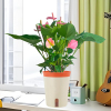 红掌盆栽水培盆景鸿运，当头办公室内客厅，花卉绿植四季好养植物