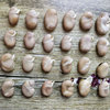 蚕豆种子5斤云南特产白皮，生蚕豆农家，自种胡豆可发芽晒干蚕豆种籽