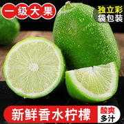 广东香水柠檬10斤新鲜现摘应当季水果青柠檬奶茶店专用5