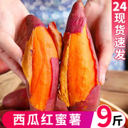 西瓜红红薯9斤板栗番薯六鳌蜜薯