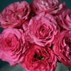 国产玫瑰蓝调玫红色花束，七夕情人节送礼生日，婚礼广州同城