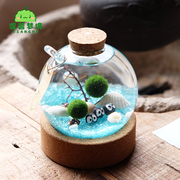 marimo水晶球幸福海藻球室内绿创意盆栽微景观，生态瓶礼物水培植物