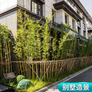 急速仿真竹子隔断装饰假竹子仿真植物盆栽人，造景摆件别墅酒店