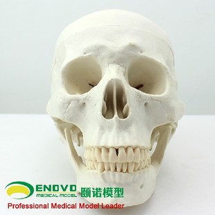 艺用美术人体头骨模型亚洲头颅骨解剖颅骨骼结构颅底颅腔颅盖解剖
