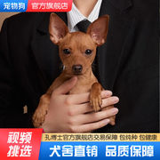 小鹿狗幼犬活的便宜小型犬长不大小鹿犬，小体宠物狗短毛迷你杜宾犬