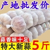 山东金乡紫皮大蒜头干蒜5斤2023新鲜祘头籽，10斤农家蒜子3斤