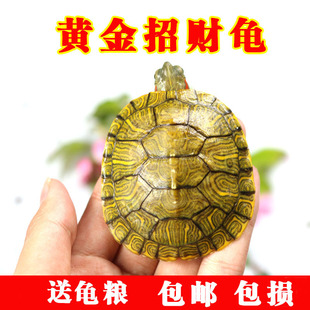 大小乌龟巴西龟苗活体乌龟活物情侣龟红耳龟水龟宠物龟观赏龟活体