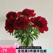 新西兰进口品种红色魅力芍药鲜花速递优选花材鲜切花家庭插花