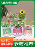 儿童种植小盆栽学生植物草莓籽向日葵幸运草太阳花盆栽套餐草娃娃