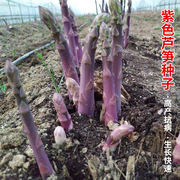 紫色芦笋种子苗带土根盆栽，龙须菜四季种植蔬菜，种苗孑高产根苗多年