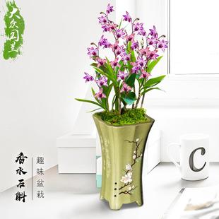 香水石斛兰盆栽浓香带花苞客厅办公室内绿植花卉兰花苗名贵四季