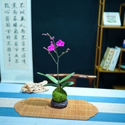 迷你金边蝴蝶兰花矮种蝴蝶兰苔藓球桌面盆栽室内花卉植物客厅好养