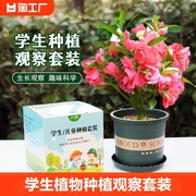 凤仙花种籽子小学生植物种植观察套装儿童种植小盆栽向日葵种子孑