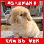 网红宠物兔子霜白垂耳兔，活物白色侏儒，兔长不大适合小孩子养的宠物