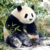 可爱萌兰大熊猫印花十字绣线绣儿童房新手刺绣动物图案简单绣