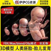 3d模型3dmaxfbx医学结构，解剖胎儿胚胎，发育阶段生长周期blend格式