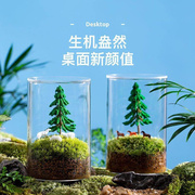 苔藓闷养瓶生态瓶青苔苔藓微景观绿植物盆栽鲜活创意小盆