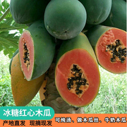 广西新鲜木瓜现摘现发新鲜水果，青木瓜红心木瓜牛奶女生水果10斤