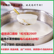 进口开菲尔乳杆菌拉丝酸奶发酵粉水果捞奶茶店商用1粒100kg+